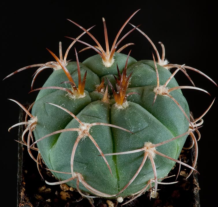 Gymnocalycium acorrugatum