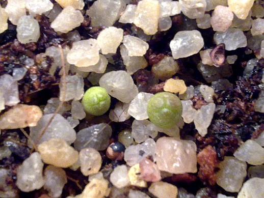 Gymnocalycium angelae