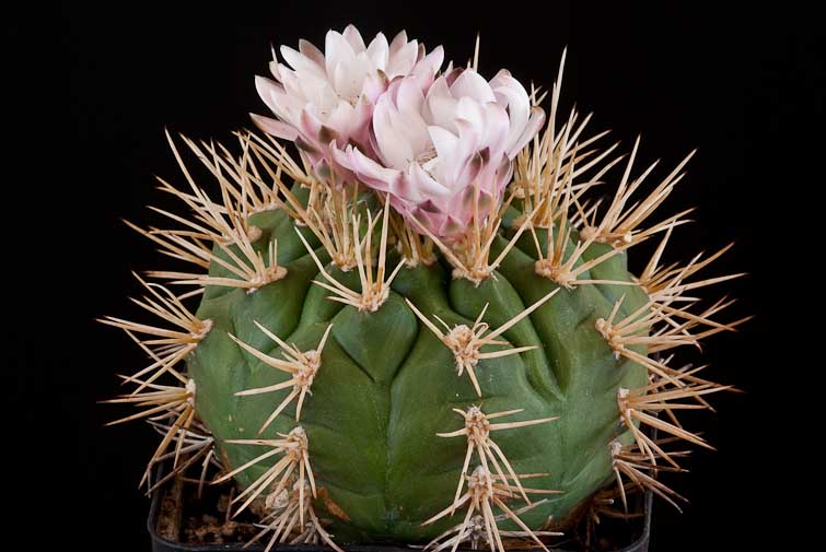 Gymnocalycium eurypleurum